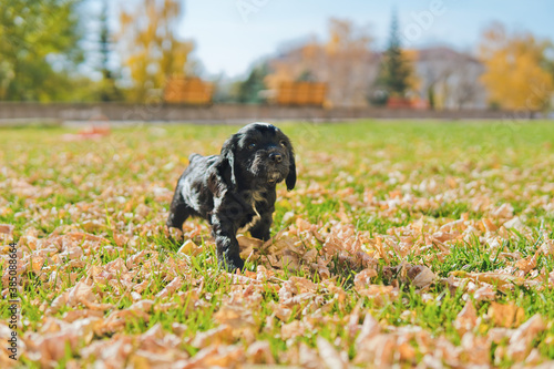 Small black puppy is on the walk on the green lawn with autumn leaves.