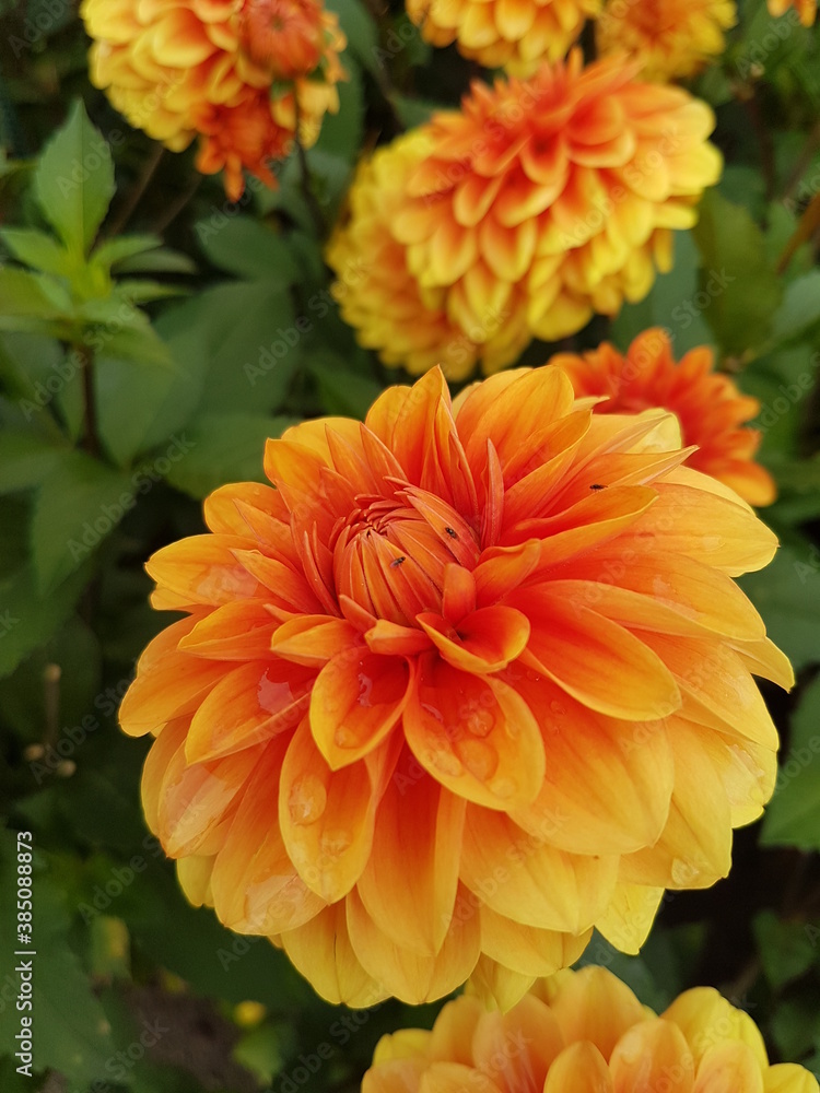 Orange Dahlie Orange Dahlie