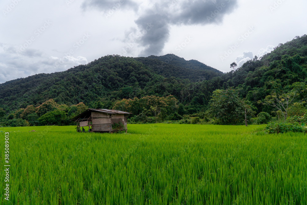 Big white buddha statue on the mountain with green farm rice in the evening,Tak province in Thailand. Big white buddha statue on the mountain with green farm rice in the evening,Tak province in Thailand.