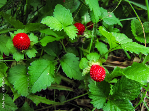 Mock Strawberry, Potentilla indica, Red Berries with Green Leaves