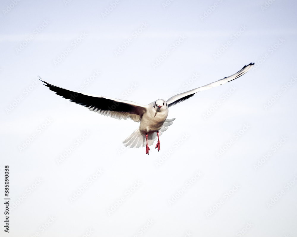Fototapeta premium Flying bird - a single seagull with wings wide spread against pale blue sky