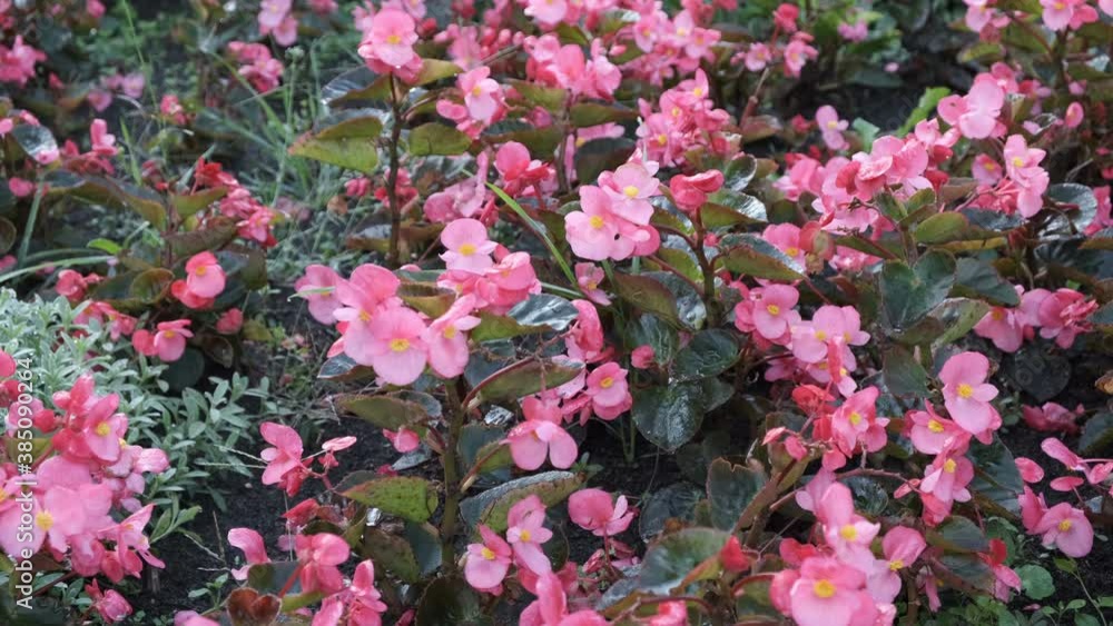 Autumn urban nature video sketching with flowers on a flower bed close-up in the foreground windy october cloudy day Autumn urban nature video sketching with flowers on a flower bed close-up in the foreground windy october cloudy day