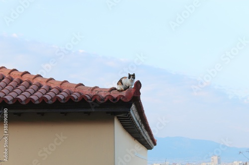 Cat on a Grecian Rooftop 