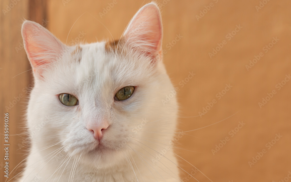 portrait of a cat with white fur, smart curious look