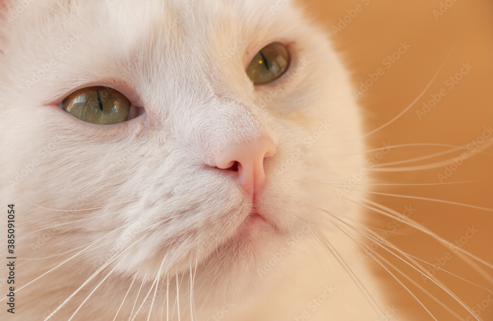 portrait of a cat with white fur, an intelligent curious look looks up portrait of a cat with white fur, an intelligent curious look looks up