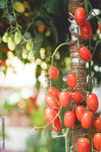 red tomato on tree close up photo