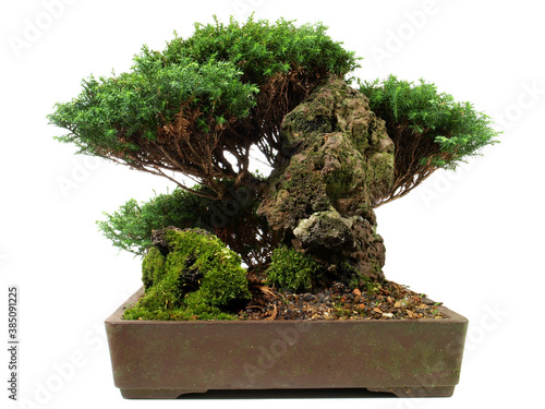 Juniper Spice Bonsai isolated on white Background