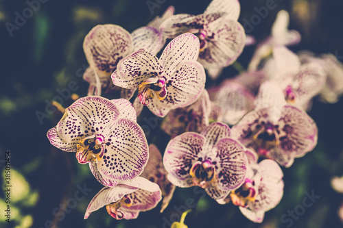 beautiful colour orchids flower in garden close up