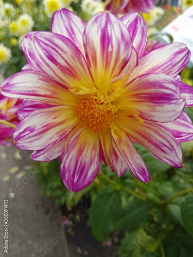 Dahlie in pink und wei  