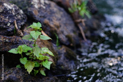 Resilient plant on a stone near a river