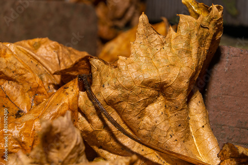 A closeup picture of autumn yellow leaves. Picture from Scania county, Sweden