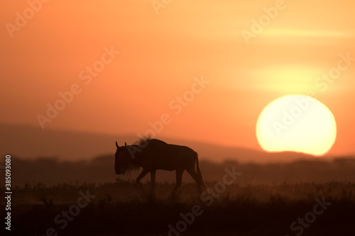 Fototapeta Naklejka Na Ścianę i Meble -  African safari in red dawn sunrise