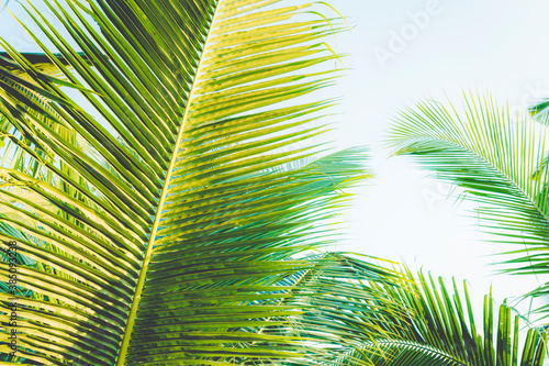 Green coconut leave on sky