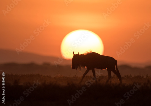 African safari in red dawn sunrise