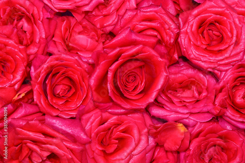 Red roses and petals background  