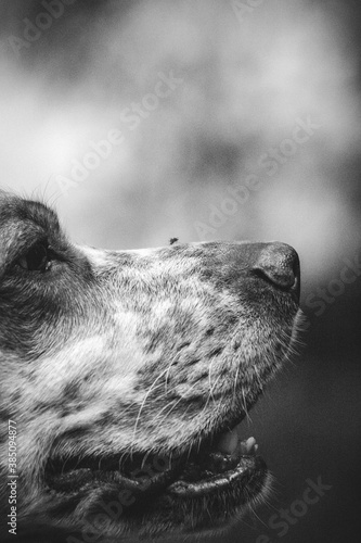 Canvas Print Mosquito on a dogs nose