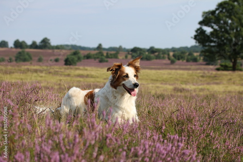 Hund Leila posiert in der wunderschönen, blühenden Heidelandschaft
