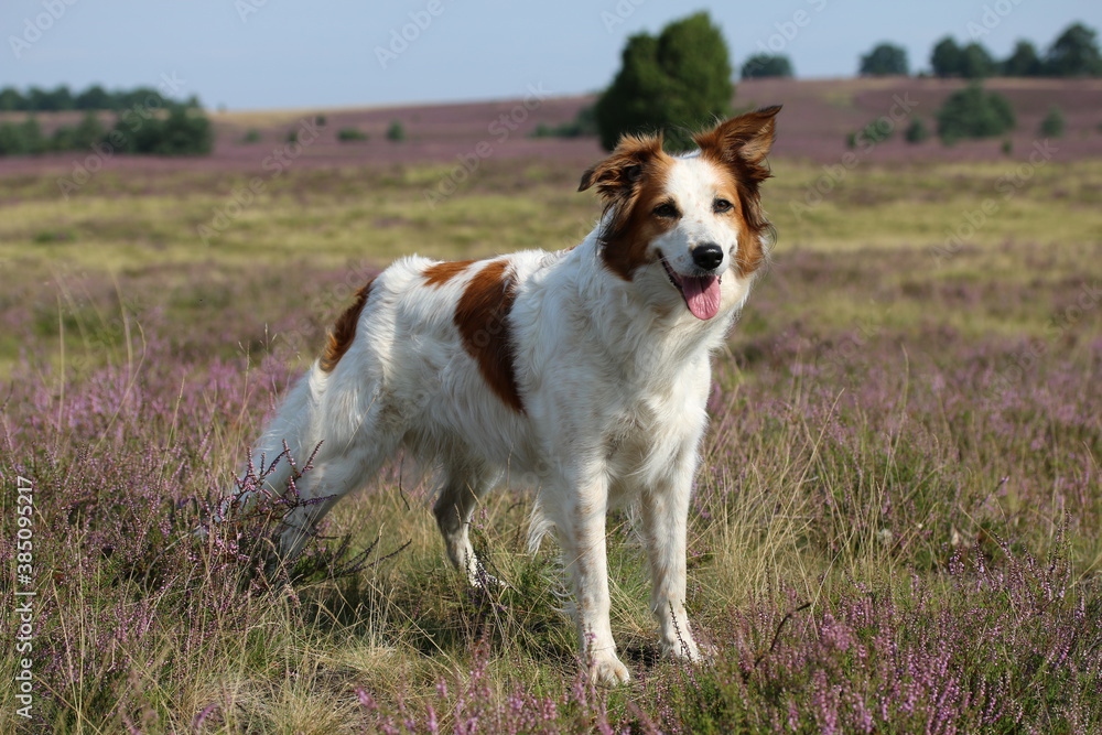 Süßer Hund Leila posiert in der blühenden Heidelandschaft