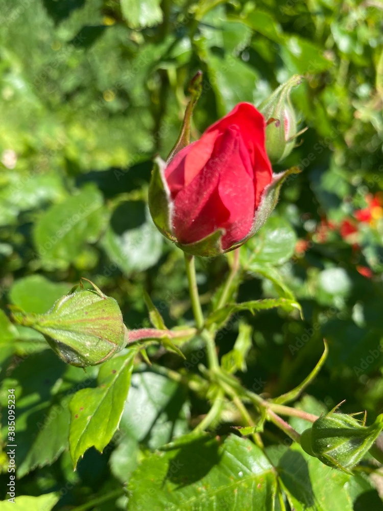 red rose in the garden red rose in the garden