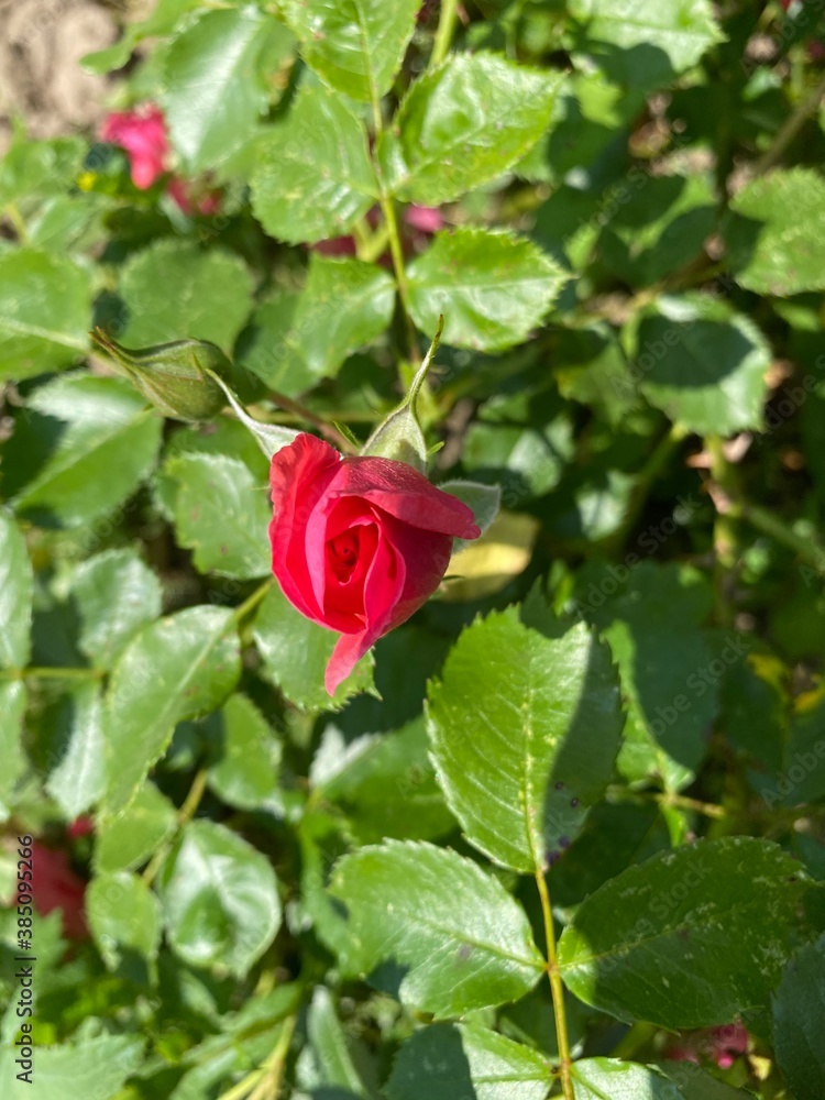 beautiful red rose beautiful red rose
