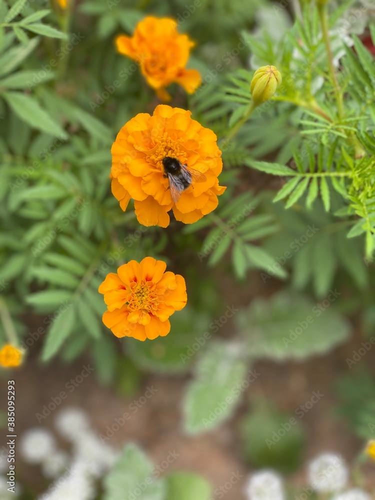 orange marigold flower