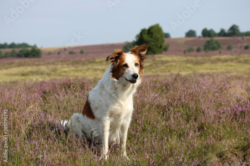 Hund Leila posiert in der wunderschönen, blühenden Heidelandschaft
