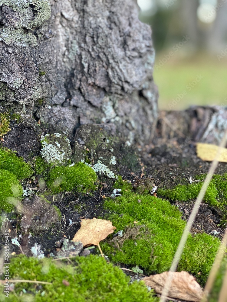 moss on stone
