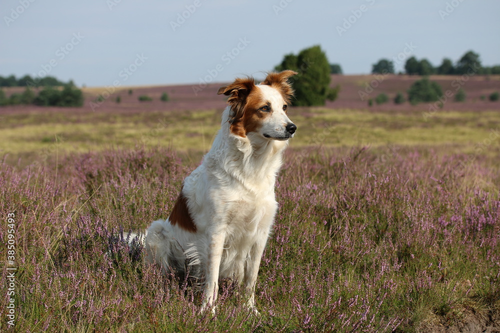 Süßer Hund Leila posiert in der blühenden Heidelandschaft Süßer Hund Leila posiert in der blühenden Heidelandschaft
