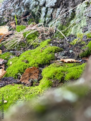 moss covered rocks