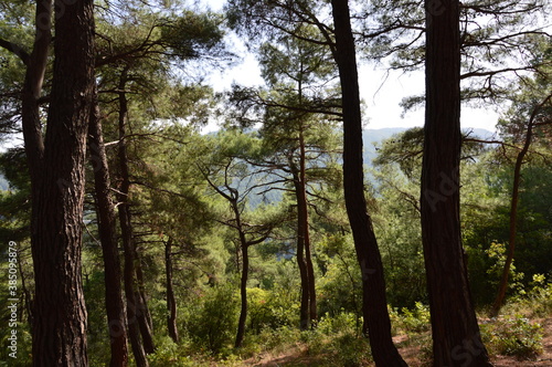 Forest in Bursa, Turkey