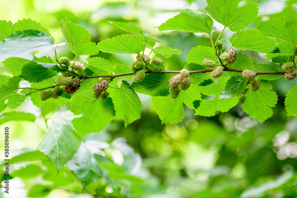 Small black wild white and yellow mulberries with tree branches and green leaves, also known as Morus tree, in a summer garden in a cloudy day, natural background with organic healthy food, .