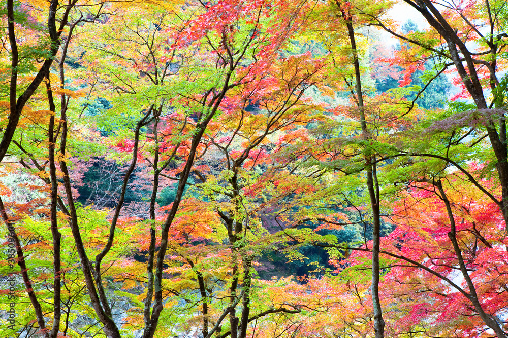 香嵐渓の紅葉 香嵐渓の紅葉