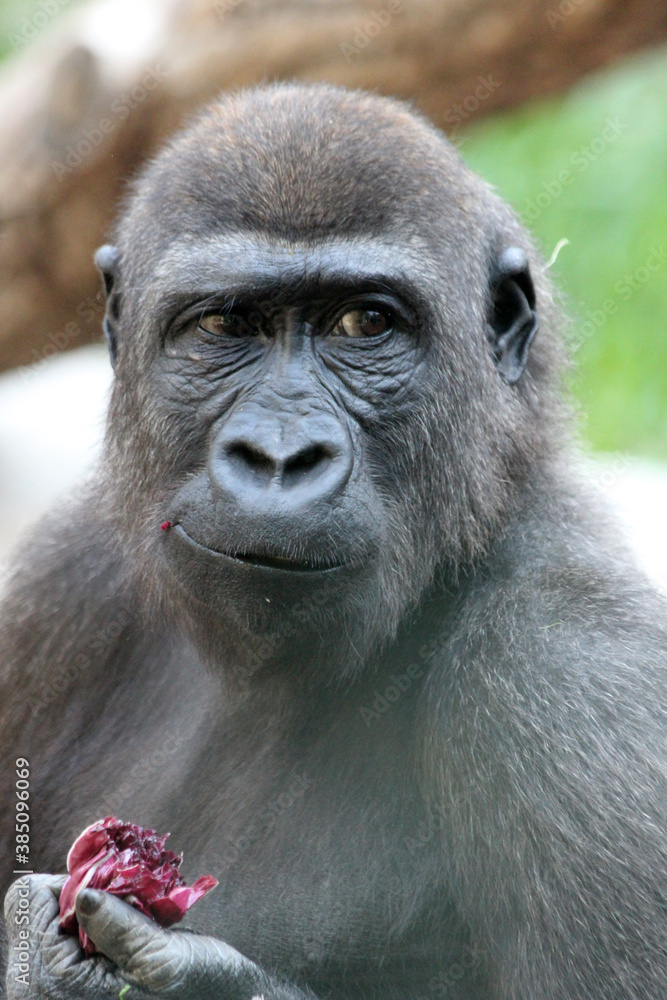 Fototapeta premium Gorilla