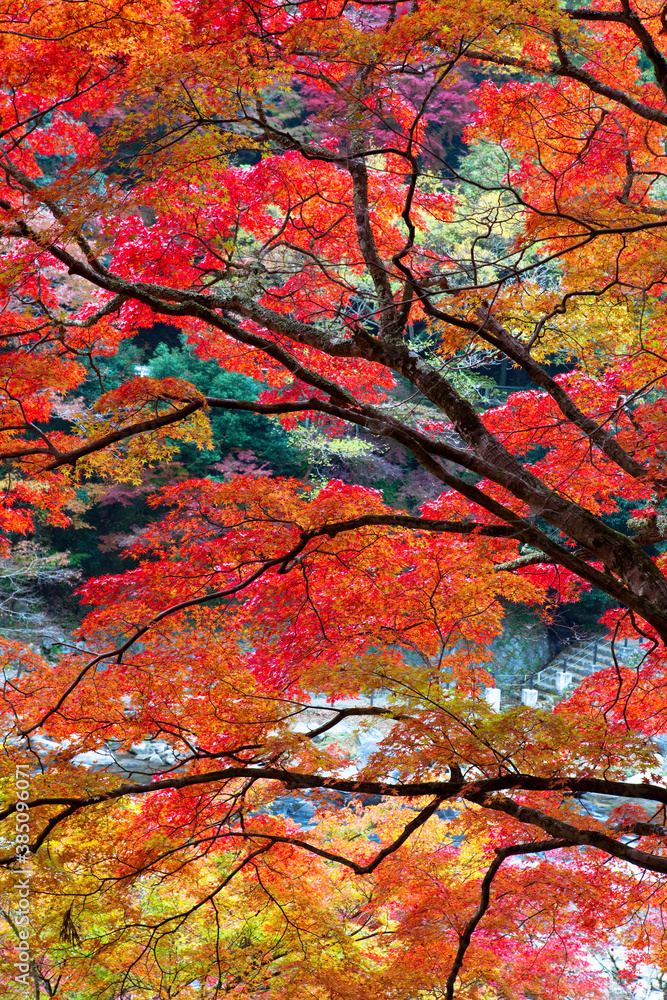 香嵐渓の紅葉