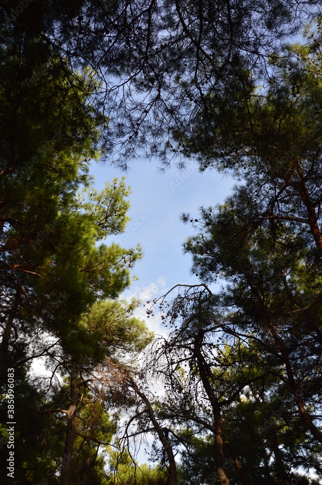 Forest in Bursa, Turkey Forest in Bursa, Turkey