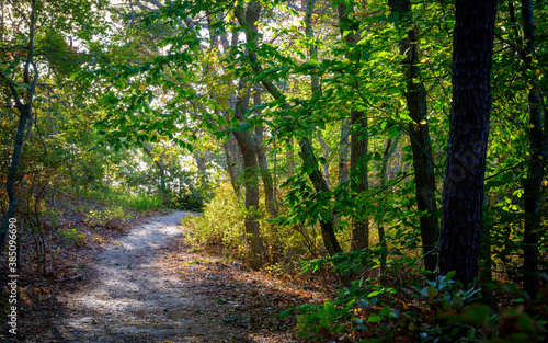 Tranquil dirt road in the autumn forest on Cape Cod in October