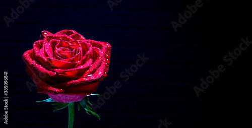 bright red rose on a stretched banor... photo