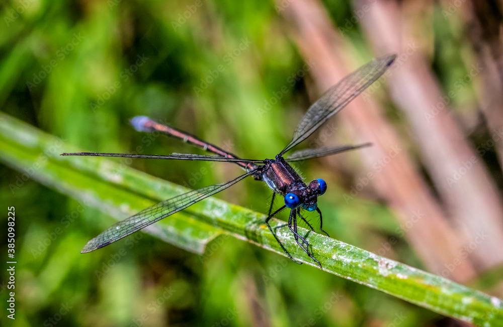 dragonfly on a green leaf dragonfly on a green leaf