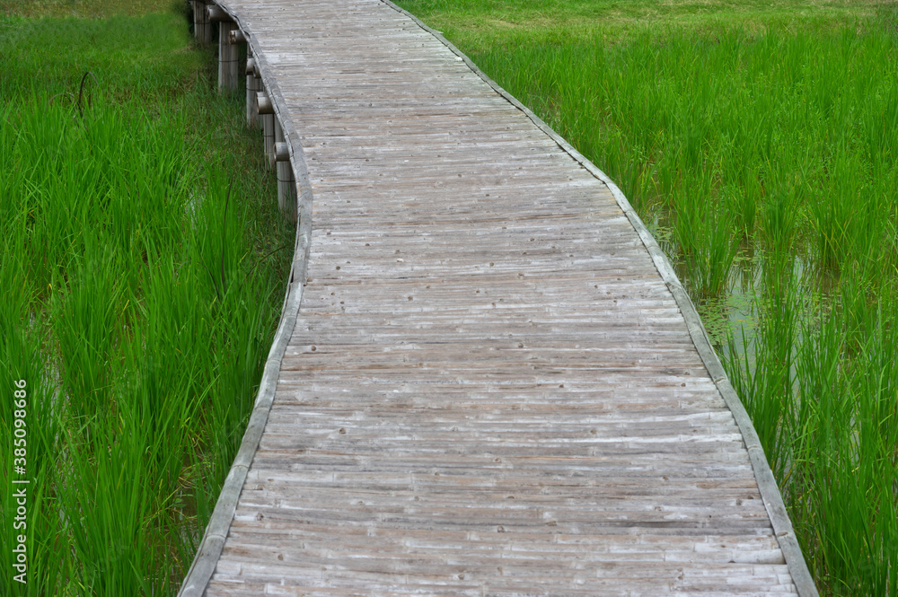 Wooden path way over meadow.