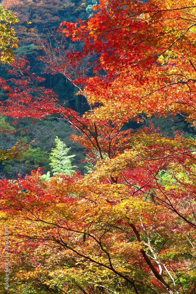 香嵐渓の紅葉