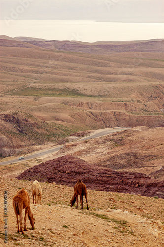 Three dromedary camels are grazing alone on a hilltop overlooking the biblical dead sea. There are smaller hills and a road on this arid desert landscape. A car is passing through this rural area