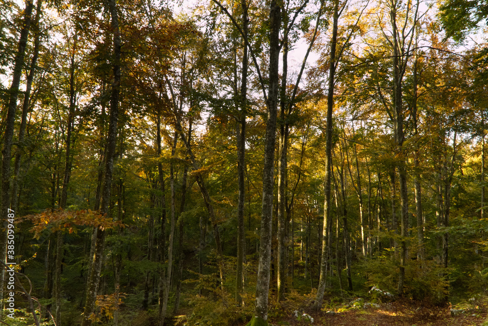 Autumn in the mountains of Friuli, Italy