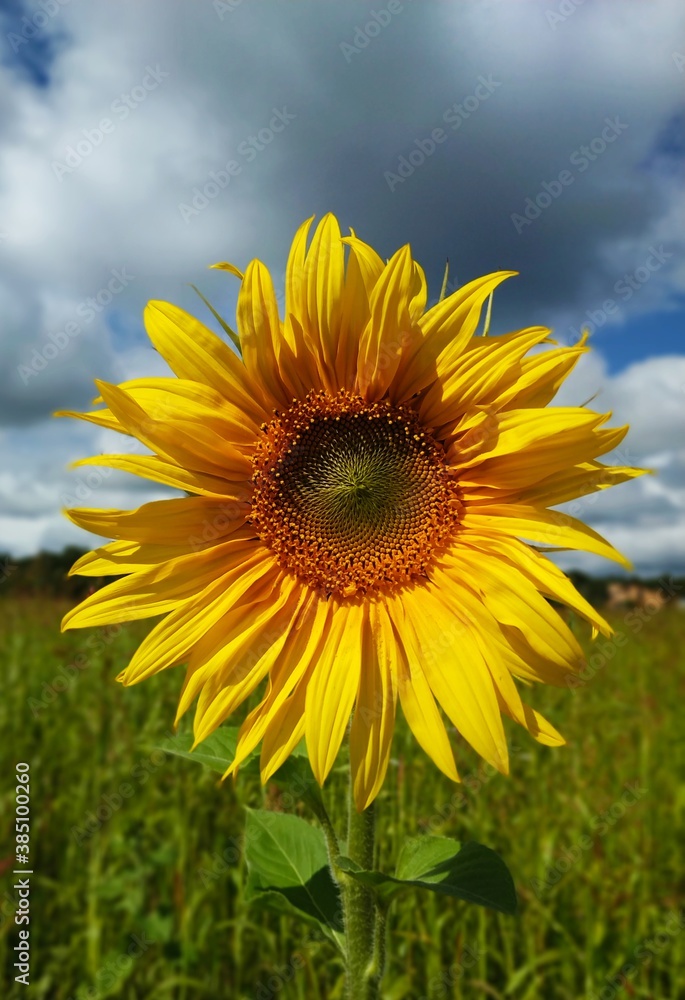 sunflower in the field sunflower in the field