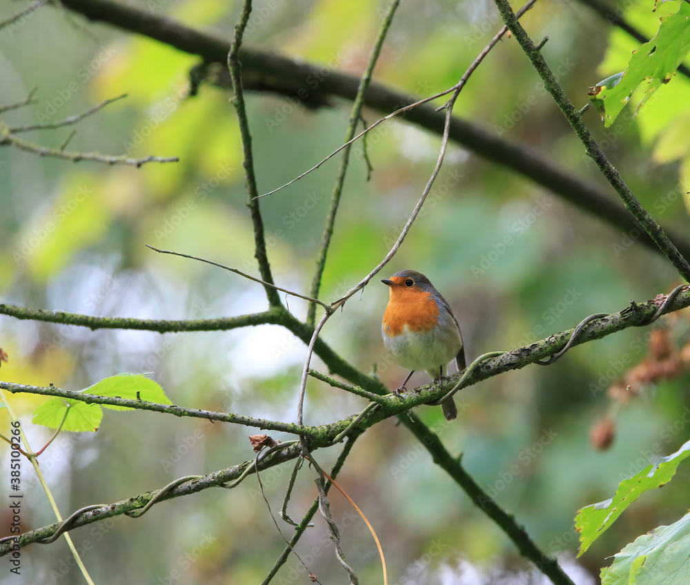 Fototapeta premium robin on branch