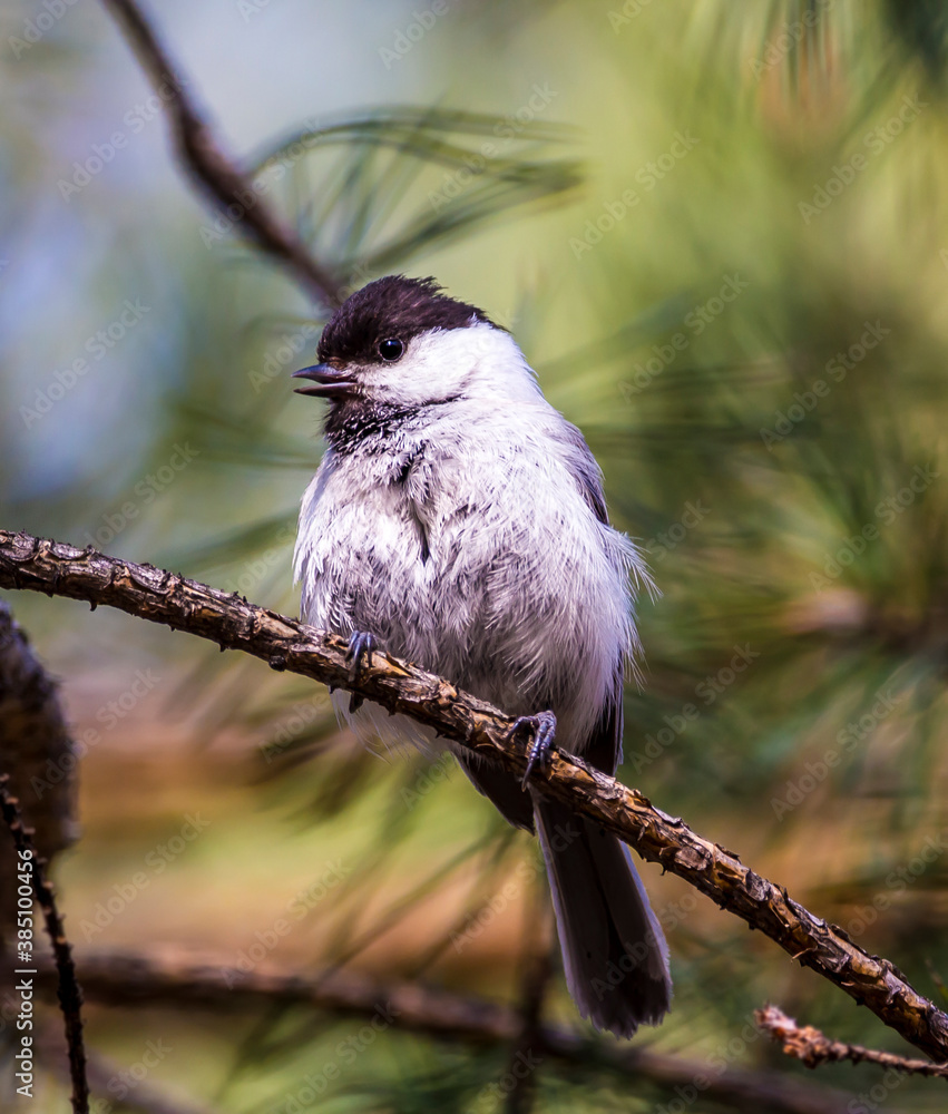 Obraz premium willow tit