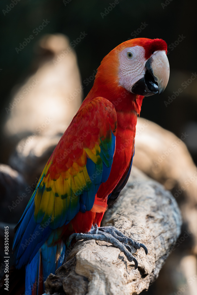 Beautiful macaw parrots close up