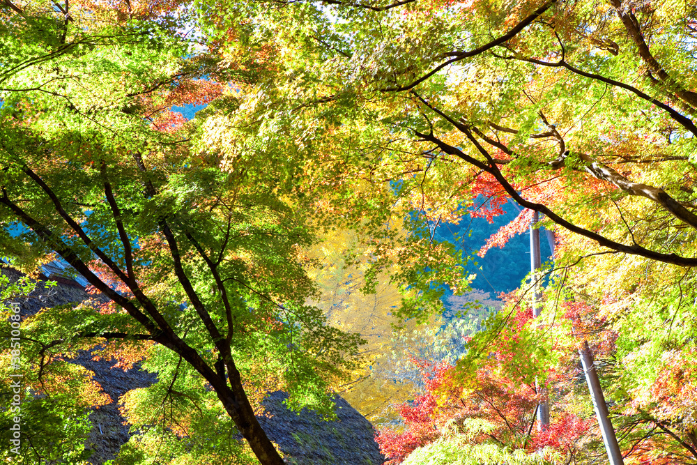 香嵐渓の紅葉 香嵐渓の紅葉