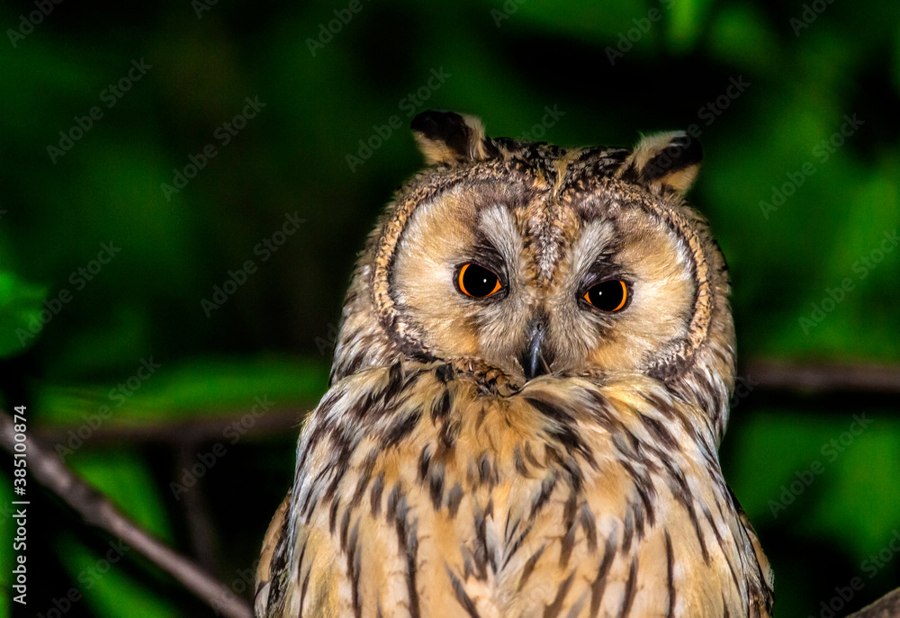 close up of an owl close up of an owl