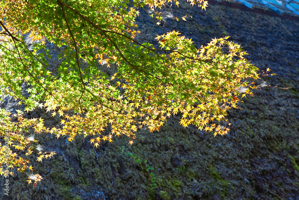 香嵐渓の紅葉 香嵐渓の紅葉