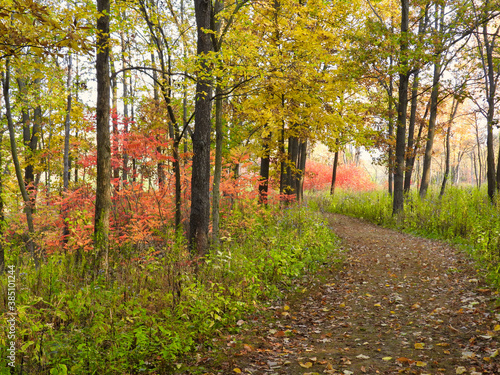 Curving Forest Path Winds Around Vibrant Fall Colors with Autumn Leaves in Yellow  Red  Orange  Brown and Green  Beautiful Fall Landscape 